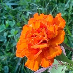 Meet your Posher, Keira